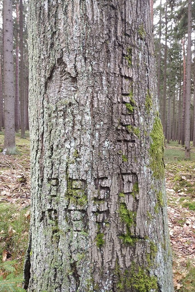 U Bílého křížku - vrypy na dubu